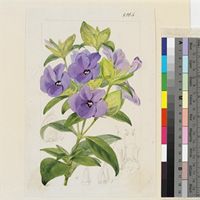 Barleria mackenii Hook.f. original illustration from Curtis's Botanical Magazine