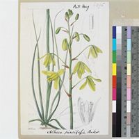 Albuca juncifolia Baker original illustration from Curtis's Botanical Magazine