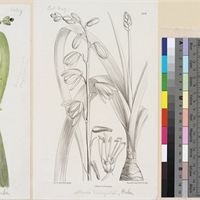 Albuca wakefieldii Baker published illustration from Curtis's Botanical Magazine