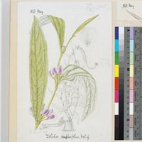 Dolichos simplicifolius Hook.f. original illustration from Curtis's Botanical Magazine
