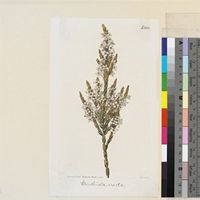 Struthiola erecta Thunb. published illustration from Curtis's Botanical Magazine