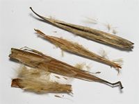 Strophanthus kombe Oliv.; fruit