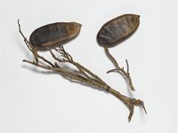 Afzelia quanzensis Welw.; fruits on stem