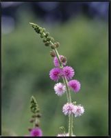 Mimosa pigra L. from Cameroon