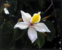 Gigasiphon macrosiphon (Harms) Brenan from Kenya