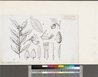 Carpolobia lutea G.Don; original illustration from FWTA