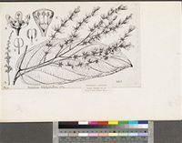 Homalium letestui Pellegr.; original illustration from FWTA