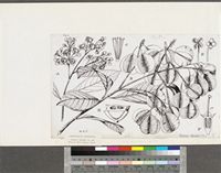 Combretodendrum africanum (Welw. ex Benth. & Hook.f.) Exell; original illustration from FWTA