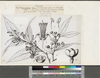 Grewia pubescens P.Beauv.; original illustration from FWTA