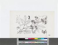 Cissus palmatifida (Baker) Planch.; original illustration from FWTA