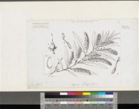 Agauria salicifolia (Comm. ex Lam.) Hook.f. ex Oliv.; original illustration from FWTA