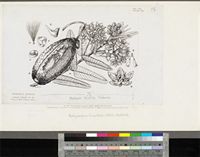 Pachycarpus lineolatus (Decne.) Bullock; original illustration from FWTA