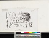 Vernonia amygdalina Delile; original illustration from FWTA