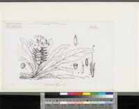 Crossandra flava Hook.; original illustration from FWTA