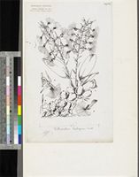 Bulbophyllum barbigerum Lindl.; original illustration from FWTA