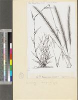 Perotis patens Gand.; original illustration from FWTA