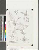 Polystachya cooperi Summerh.; original illustration from FWTA