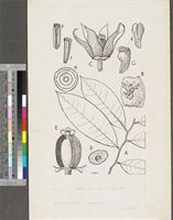 Monocyclanthus vignei Keay; original illustration from FWTA