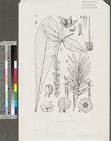Ouratea subcordata (Stapf) Engl.; original illustration from FWTA