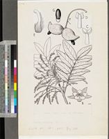 Cnestis ferruginea Vahl ex DC.; original illlustration from FWTA