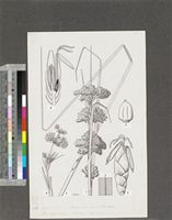 Cladium mariscus (L.) Pohl subsp. jamaicense (Crantz) Kük.; original illustration from FWTA