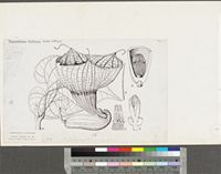 Pararistolochia goldieana (Hook.f.) Hutch. & Dalziel; original illustration from FWTA