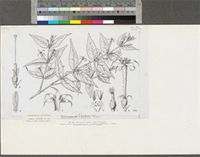 Hutchinsonia barbata Robyns; original illustration from FWTA