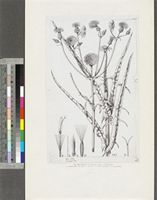 Sonchus angustissimus Hook.f.; original illustration from FWTA