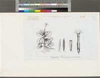 Physacanthus nematosiphon (Lindau) Rendle & Britten; original illustration from FWTA