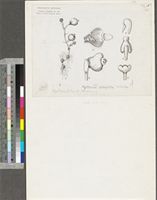 Afrothismia pachyantha Schltr.; original illustration from FWTA