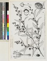 Anogeissus leiocarpus (DC.) Guill. & Perr.; original illustration from FWTA