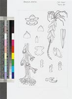 Oberonia disticha (Lam.) Schltr. original illustration from Flora Zambesiaca