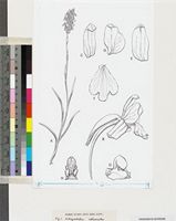 Schizochilus calcaratus P.J.Cribb & la Croix original illustration from Flora Zambesiaca