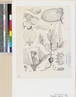 Eriosema pumilum Verdc. var. pumilum original illustration from Flora Zambesiaca