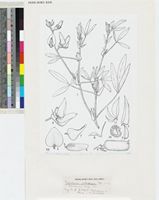 Crotalaria podocarpa DC. and C. damarensis Engl. original illustration from Flora Zambesiaca
