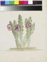 Stapelia revoluta Masson original illustration by Francis Masson