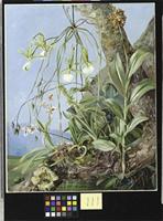 Jamaican Orchids growing on a branch of the Calabash tree