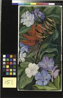 Flowers of a Brazilian Coral Tree and Vegetable Mercury