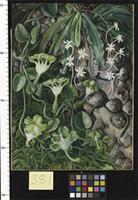 The Knobwood and Flowers of Natal