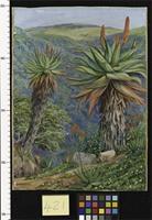 Tree Aloes and Mesembryanthemums above Van Staaden's Kloof
