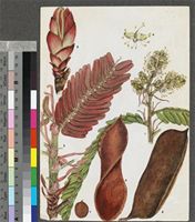 Brachystegia boehmii Taub. original illustration from the 'Trees of Central Africa'
