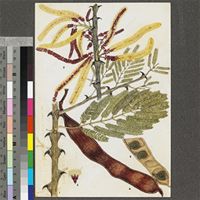 Acacia galpinii Burtt Davy original illustration from the 'Trees of Central Africa'