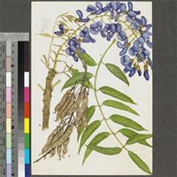 Bolusanthus speciosus (Bolus) Harms original illustration from the 'Trees of Central Africa'