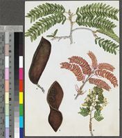 Brachystegia tamarindoides Benth. original illustration from the 'Trees of Central Africa'