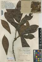 Holotype of Vincentella brenanii Heine [family SAPOTACEAE]