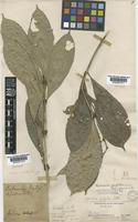 Type of Diplospora griffithi Hook.f. [family RUBIACEAE]