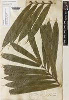 Syntype of Talisia princeps Oliv. [family SAPINDACEAE]