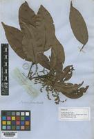 Isotype of Talisia firma Radlk. [family SAPINDACEAE]