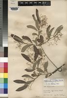 Reissantia parviflora (N.E.Br.) N.Halle [family CELASTRACEAE]