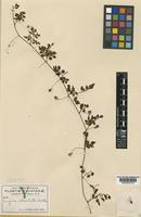 Serjania adiantoides Radlk. [family SAPINDACEAE]